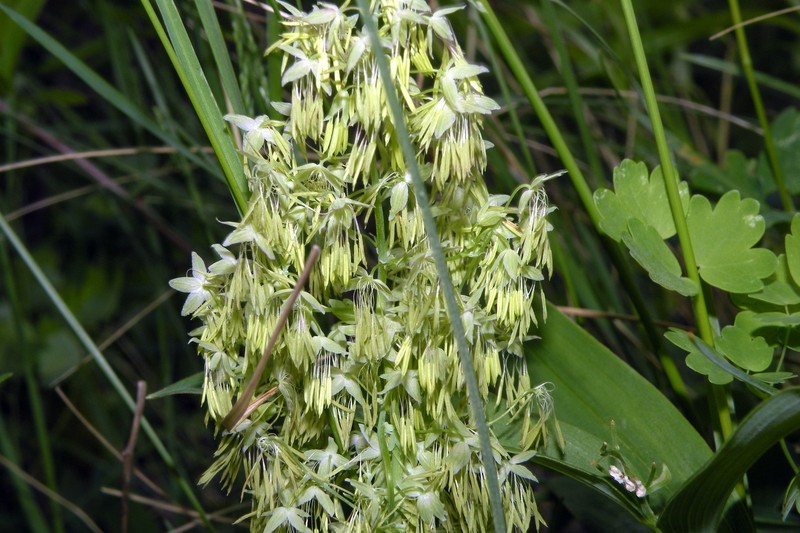 Veiny Meadow-Rue photo 3