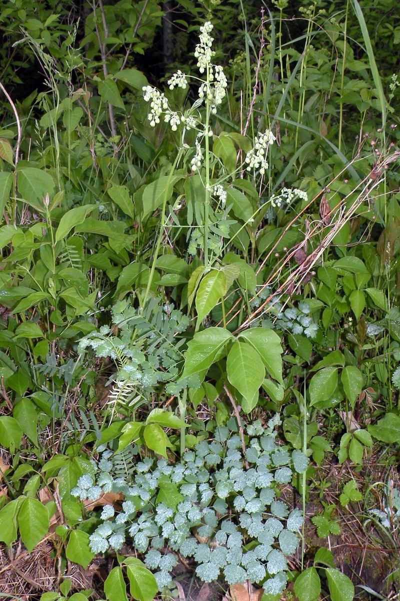 Veiny Meadow-Rue photo 4