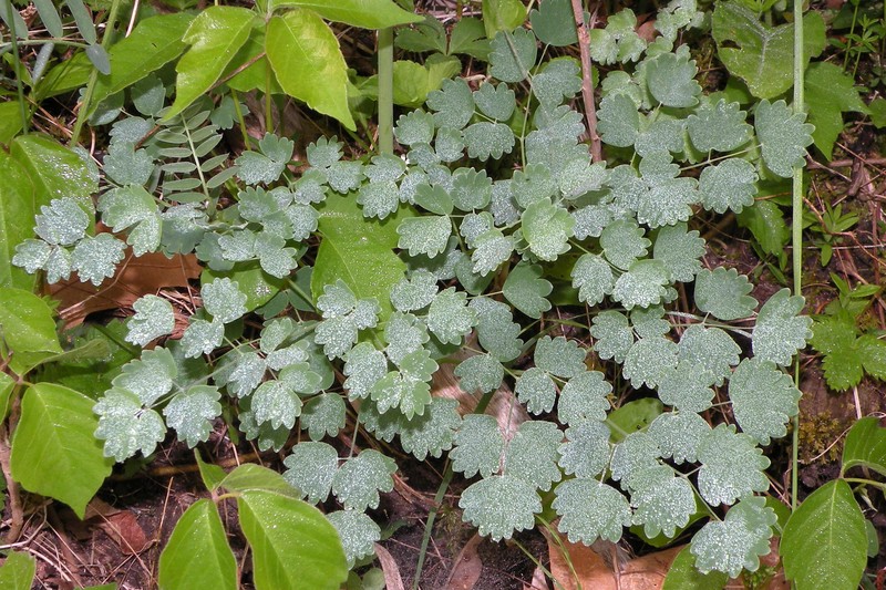 Veiny Meadow-Rue photo 5