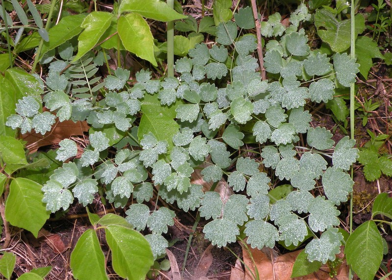 Veiny Meadow-Rue photo 6
