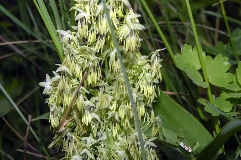 Veiny Meadow-Rue photo 7