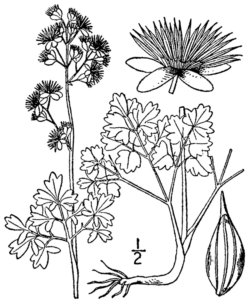 Veiny Meadow-Rue