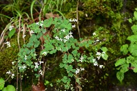 Thalictrum virgatum