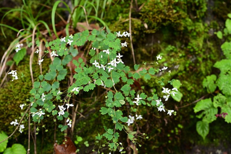 Thalictrum virgatum