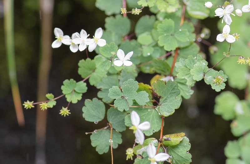 Thalictrum virgatum photo 2