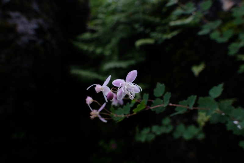 Thalictrum virgatum photo 3