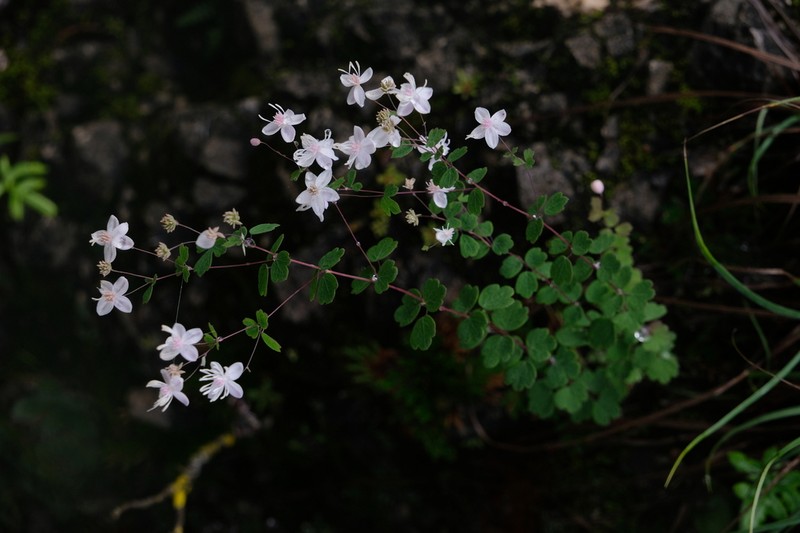 Thalictrum virgatum photo 4