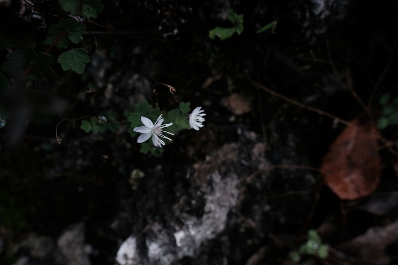 Thalictrum virgatum photo 5