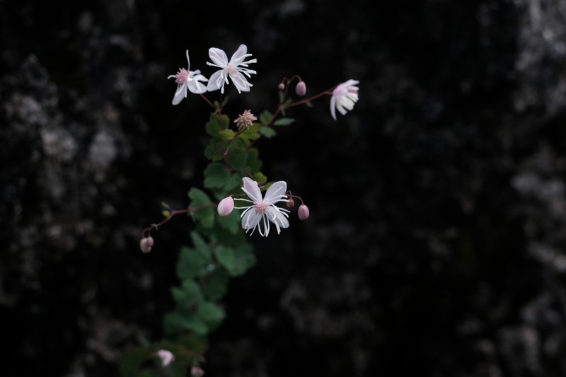 Thalictrum virgatum photo 6