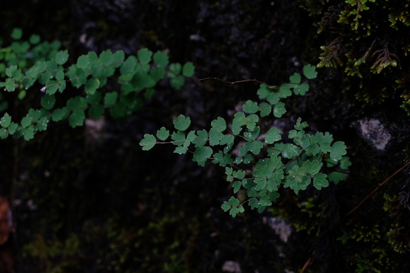 Thalictrum virgatum photo 7