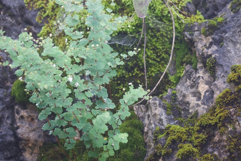 Thalictrum virgatum photo 8