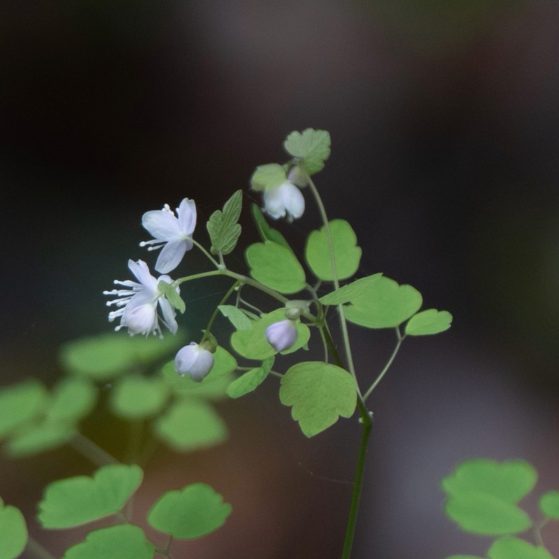 Thalictrum wuyishanicum