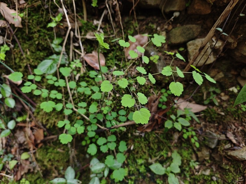 Thalictrum wuyishanicum photo 2