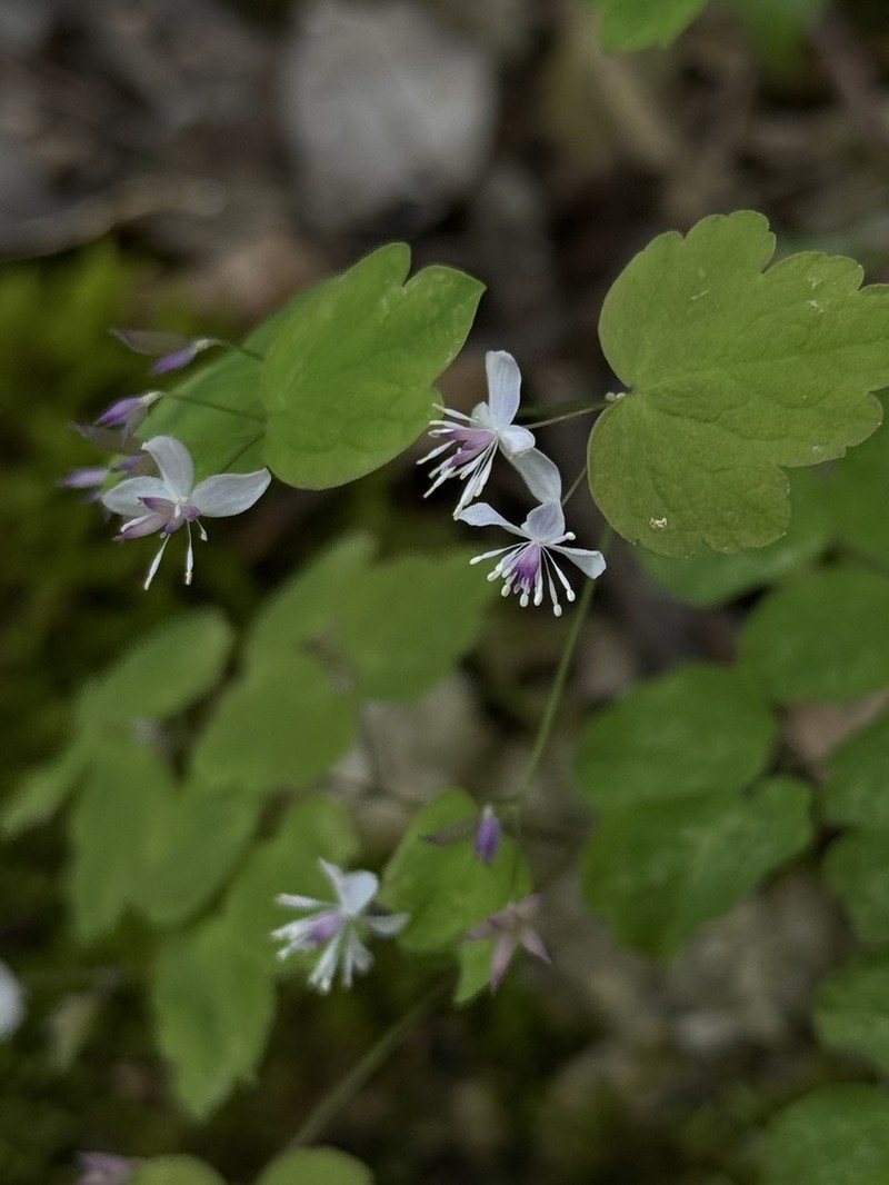 Thalictrum wuyishanicum photo 3
