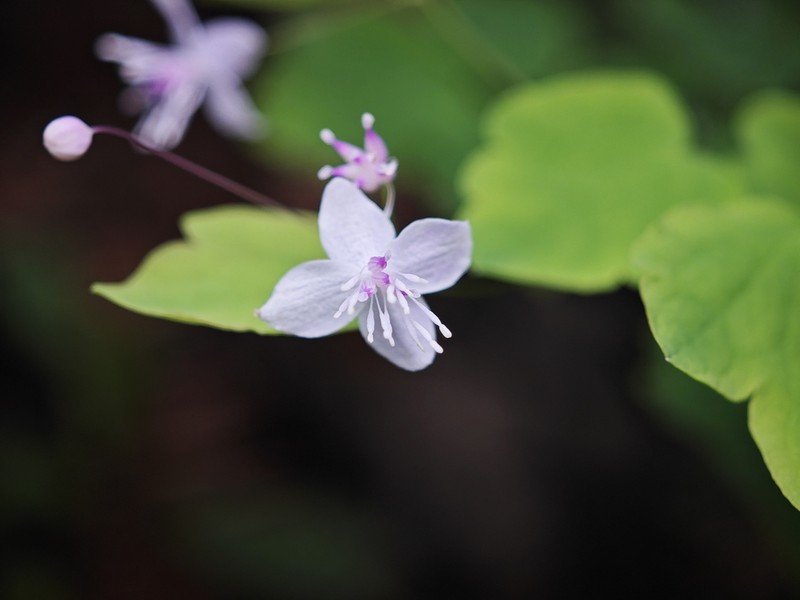 Thalictrum wuyishanicum photo 4
