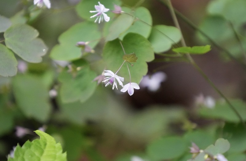 Thalictrum wuyishanicum photo 5