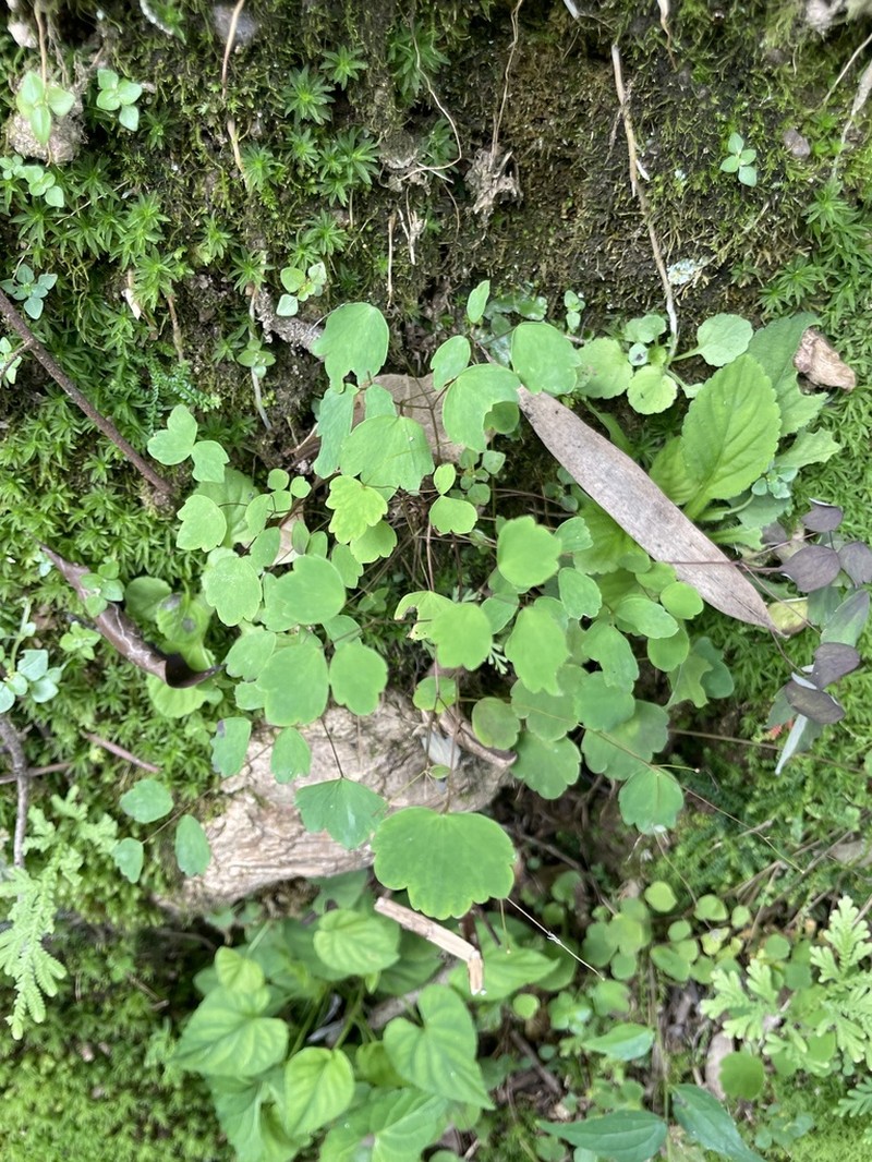 Thalictrum wuyishanicum photo 6