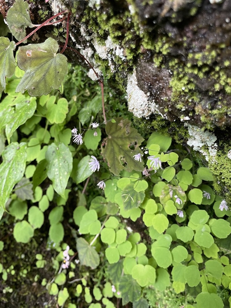 Thalictrum wuyishanicum photo 7
