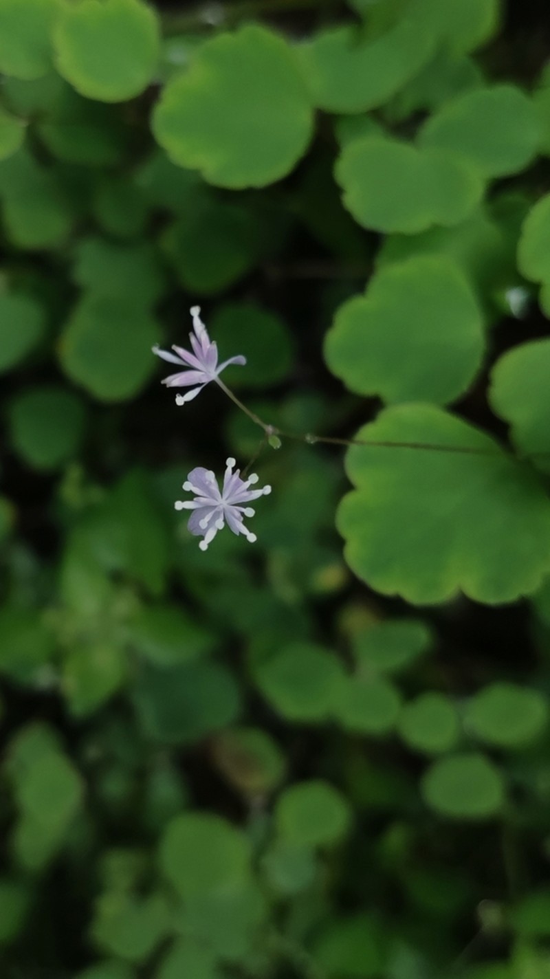 Thalictrum wuyishanicum photo 8