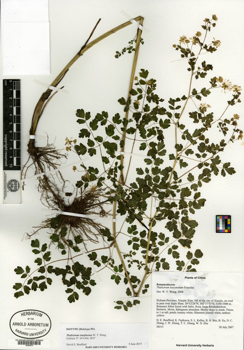Thalictrum xiaojinense