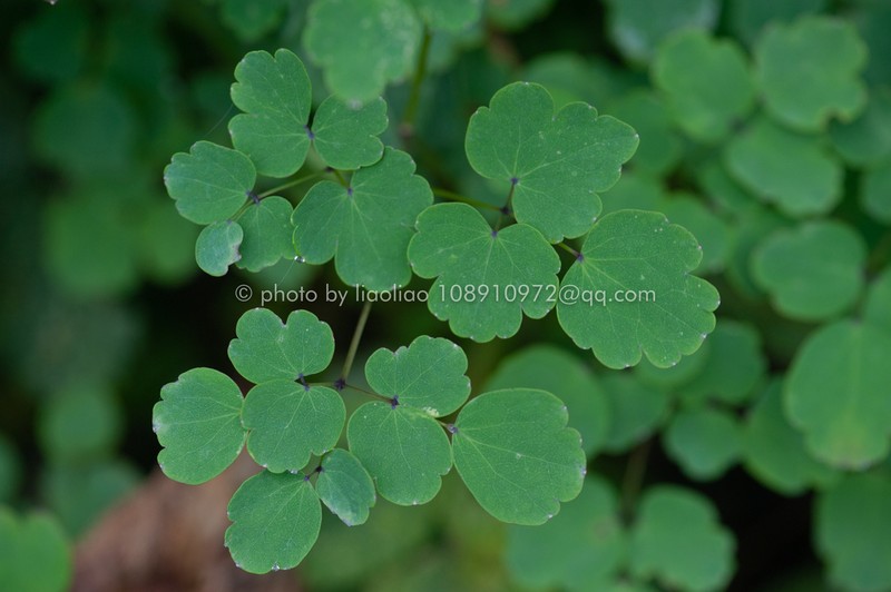Thalictrum xinningense