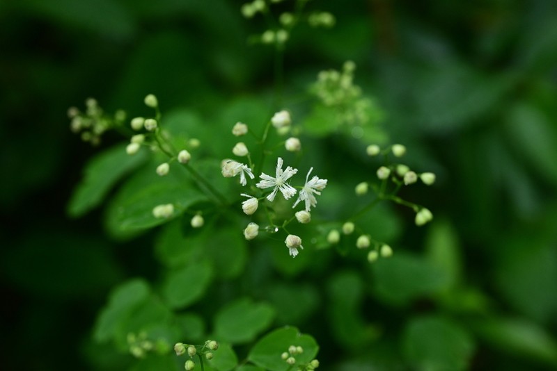 Thalictrum xinningense photo 2