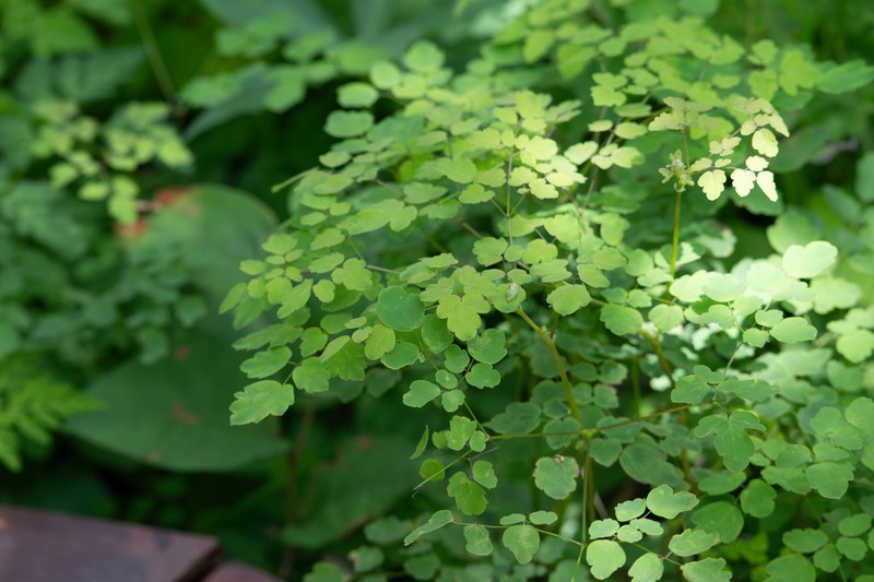 Thalictrum xinningense photo 3