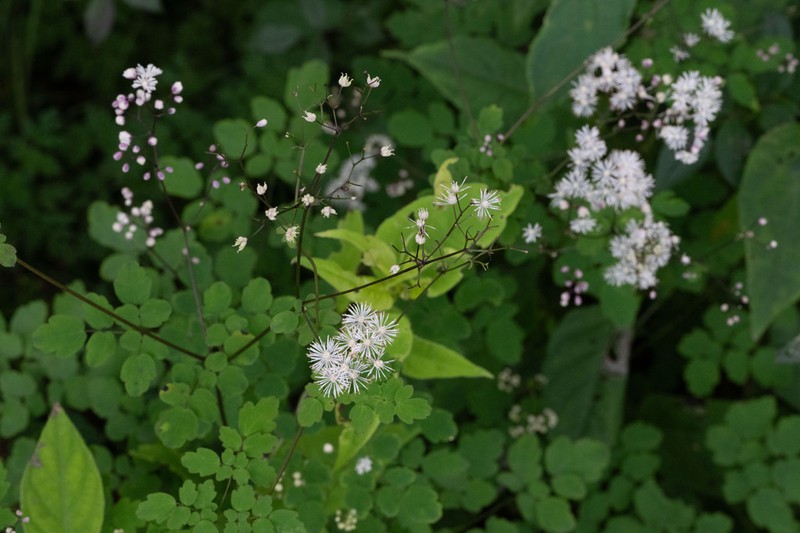 Thalictrum xinningense photo 4