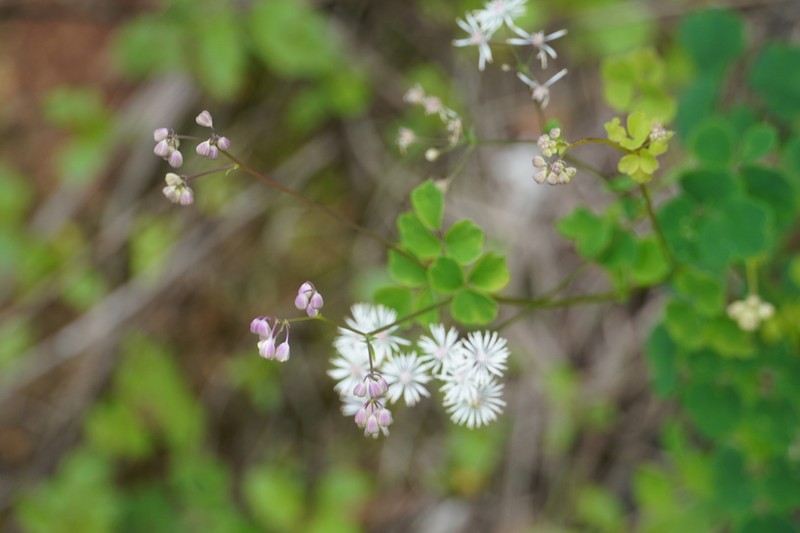 Thalictrum yunnanense