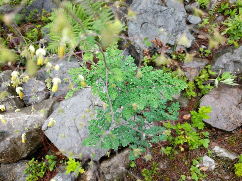 Thalictrum yunnanense photo 2