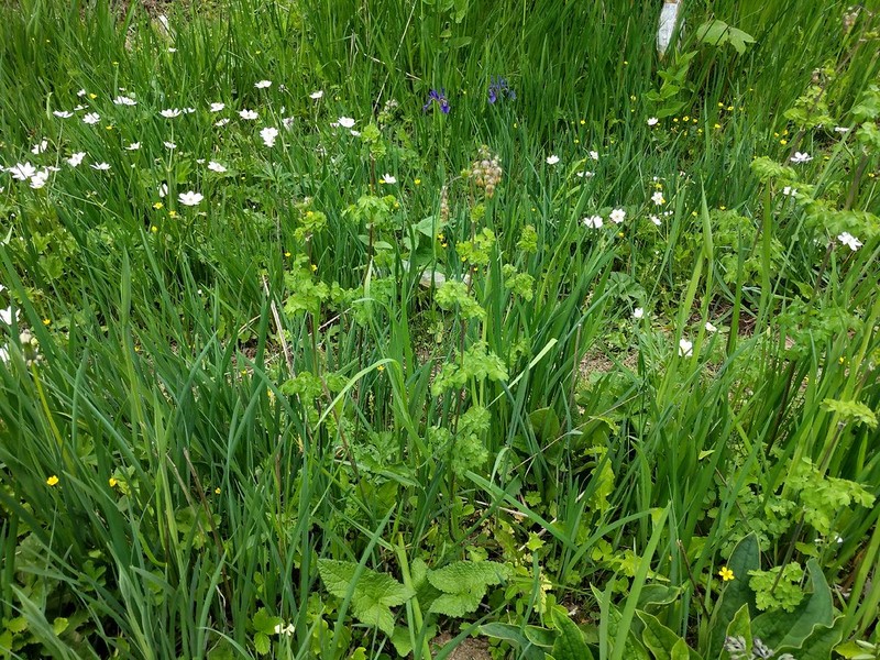 Thalictrum yunnanense photo 3
