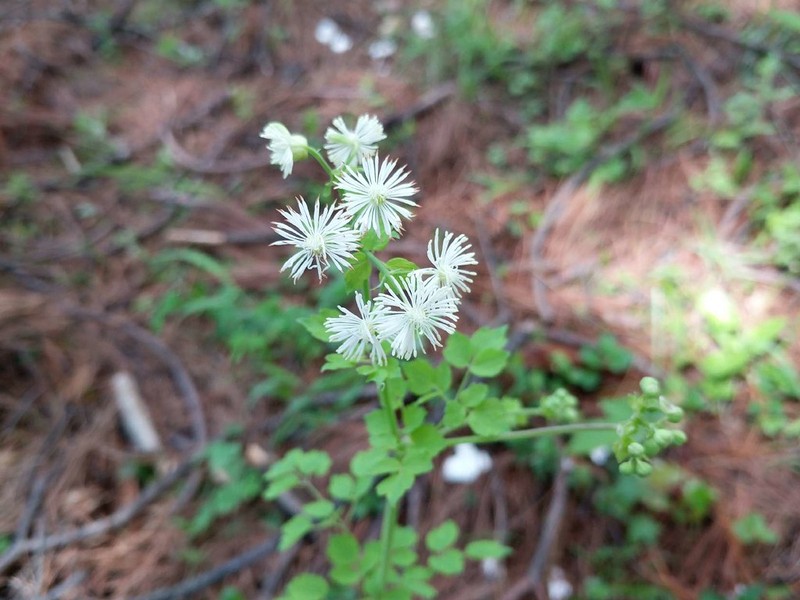 Thalictrum yunnanense photo 4