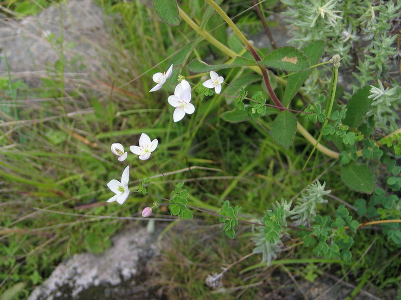 Thalictrum zernyi