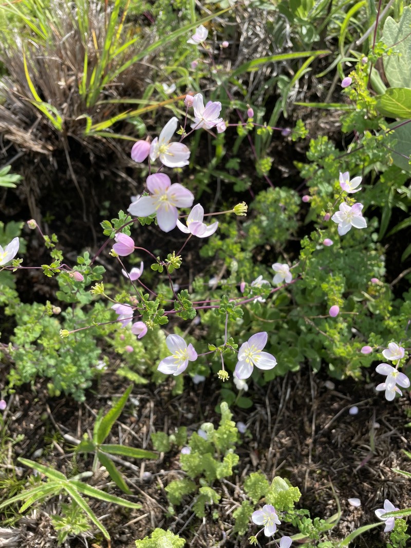 Thalictrum zernyi photo 3