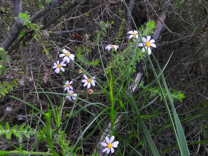 Thaminophyllum latifolium