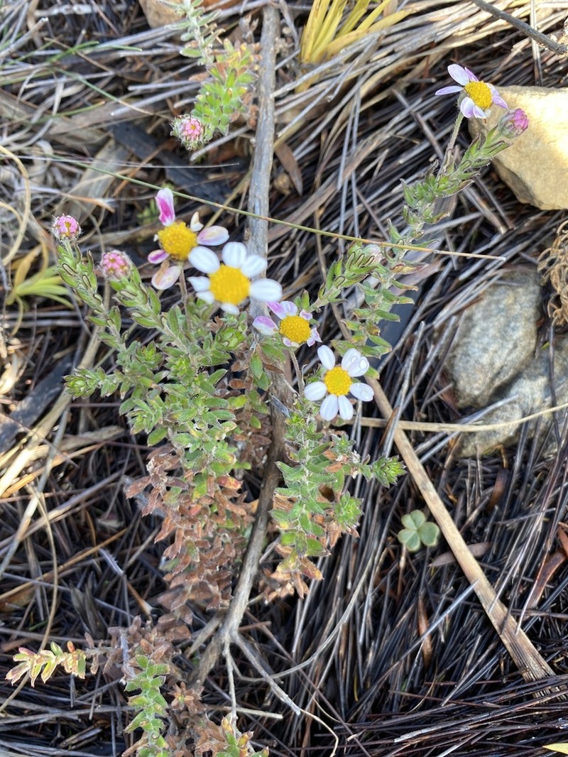 Thaminophyllum latifolium photo 2
