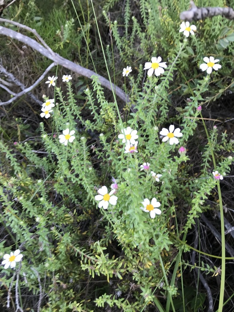 Thaminophyllum latifolium photo 3