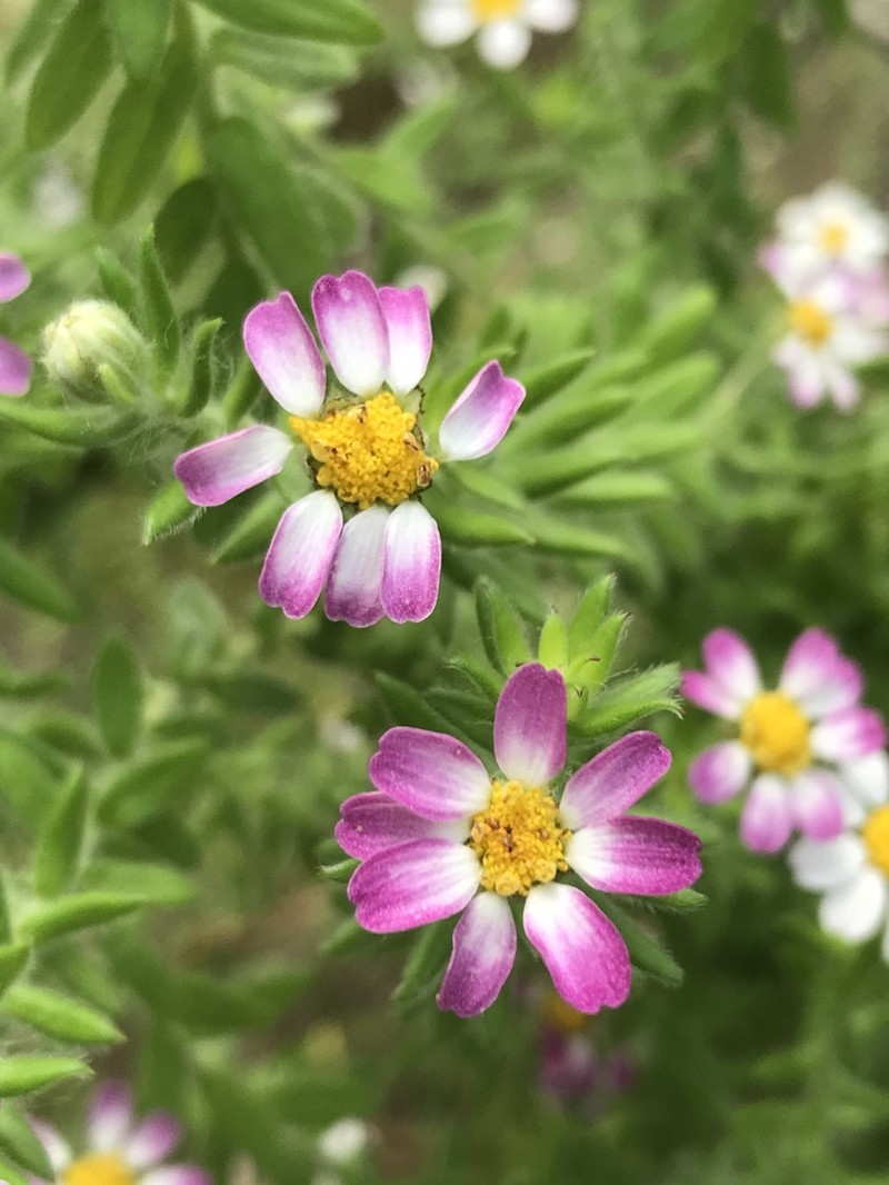 Thaminophyllum latifolium photo 4