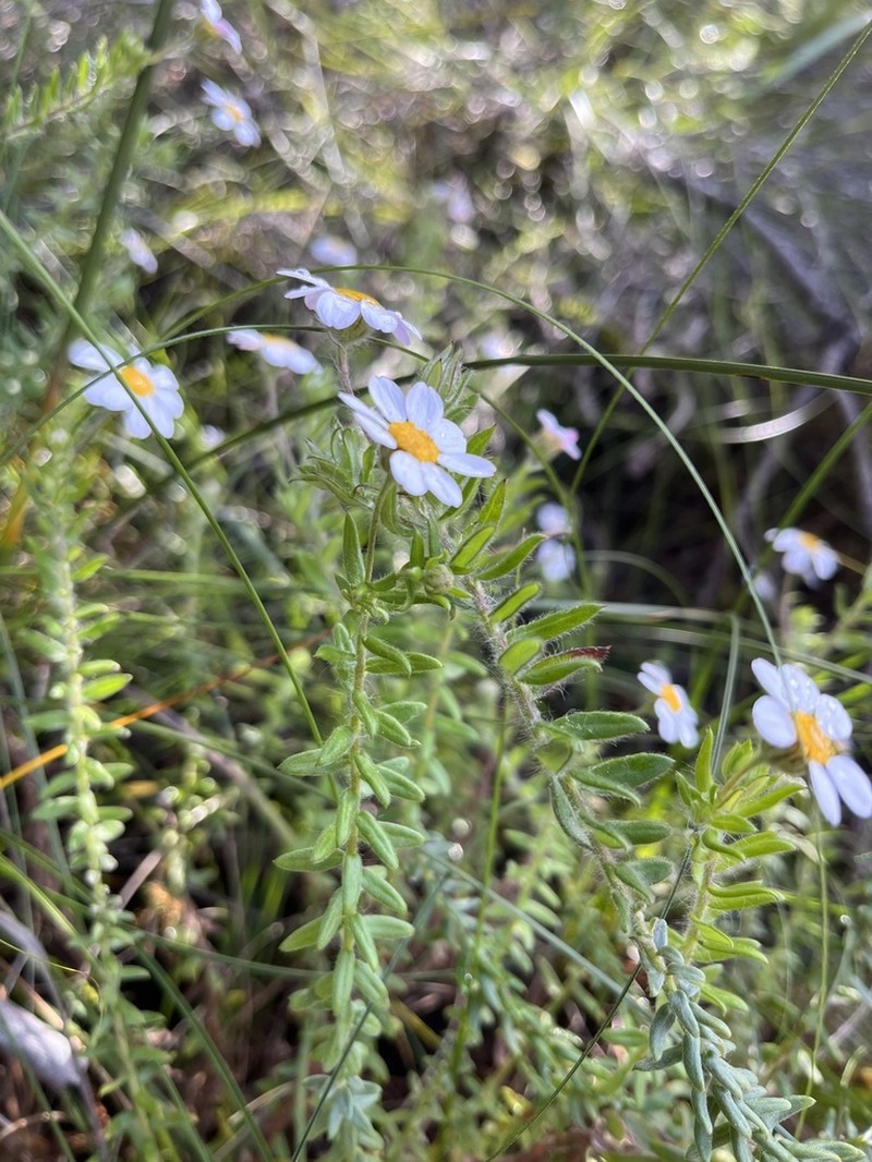 Thaminophyllum latifolium photo 5