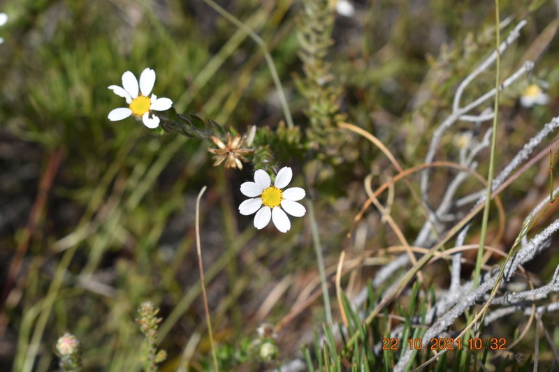 Thaminophyllum latifolium photo 6