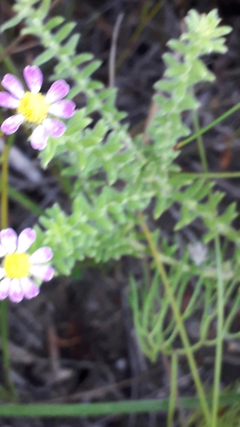 Thaminophyllum latifolium photo 8