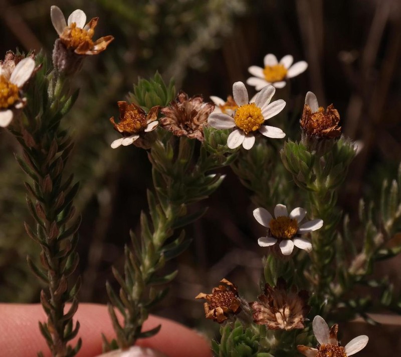 Thaminophyllum multiflorum photo 2