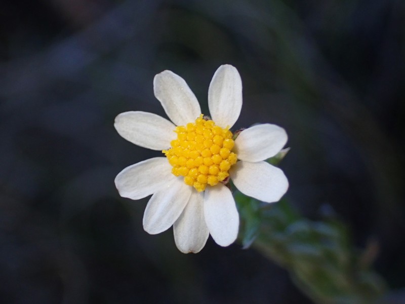 Thaminophyllum multiflorum photo 3