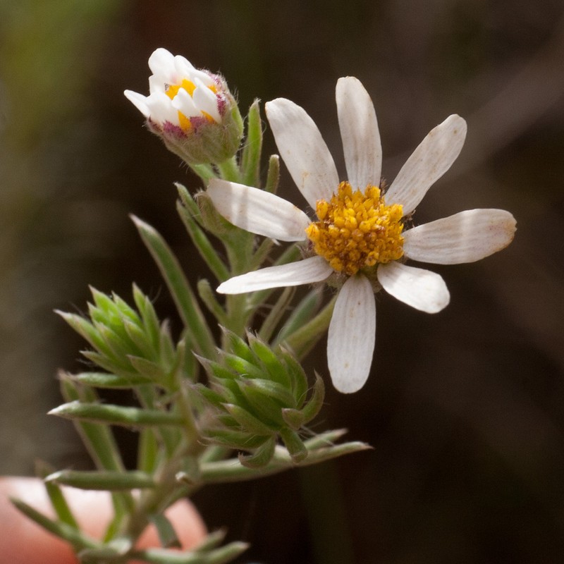 Thaminophyllum multiflorum photo 4