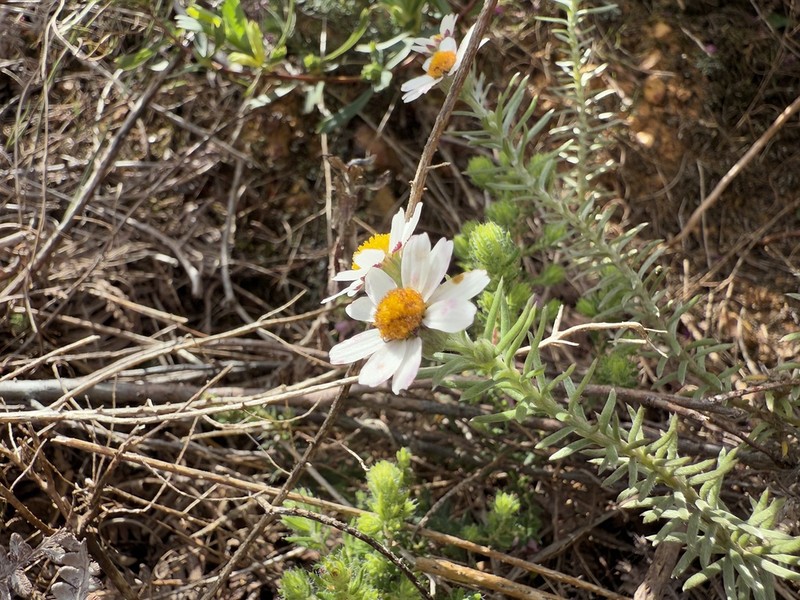 Thaminophyllum multiflorum photo 5