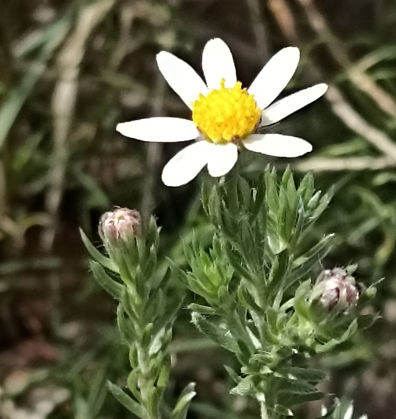 Thaminophyllum multiflorum photo 6