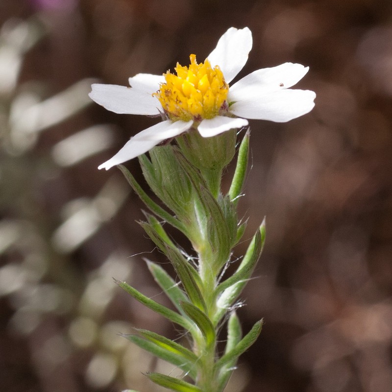 Thaminophyllum multiflorum photo 7