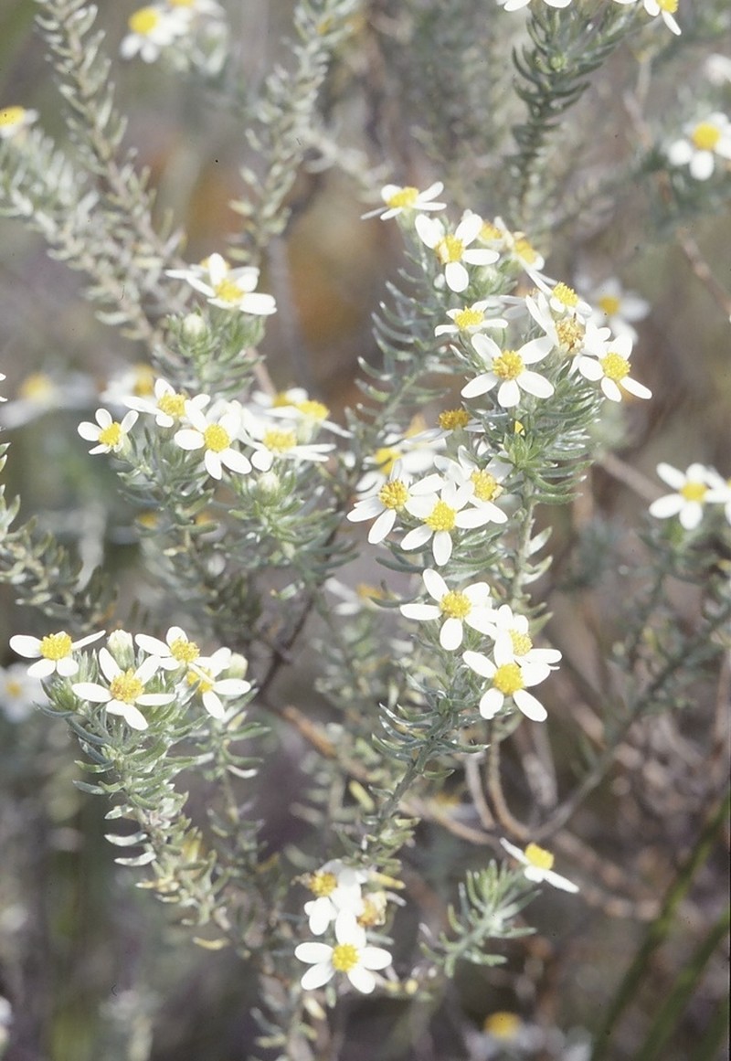 Thaminophyllum multiflorum photo 8