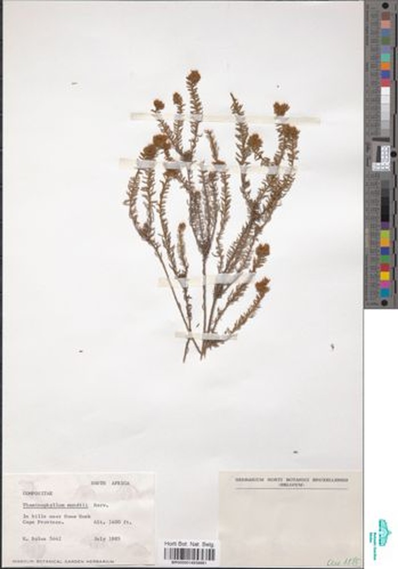 Thaminophyllum mundii