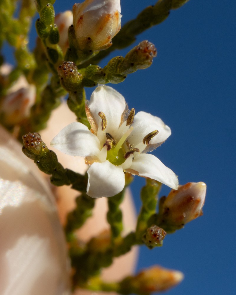 Thamnea matroosbergensis